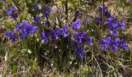 Viola plantare de îngrijire