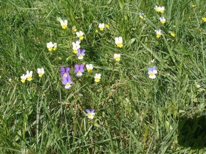 Viola plantare de îngrijire