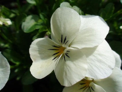 Viola plantare de îngrijire