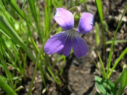 Viola plantare de îngrijire