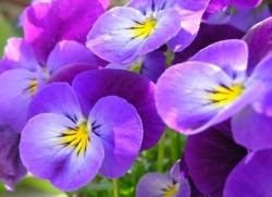 Viola plantare de îngrijire