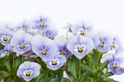 Viola plantare de îngrijire