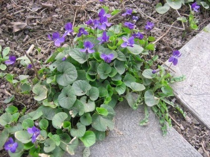 Viola plantare de îngrijire