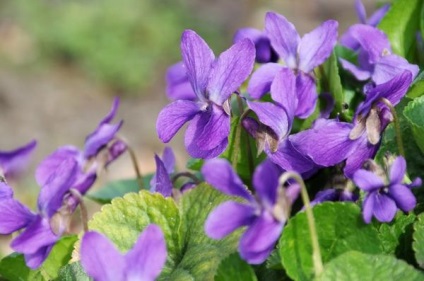 Viola plantare de îngrijire