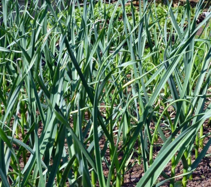 Cultivarea și depozitarea usturoiului de iarnă