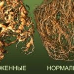 Burgonya termesztése különböző módon és módszerek