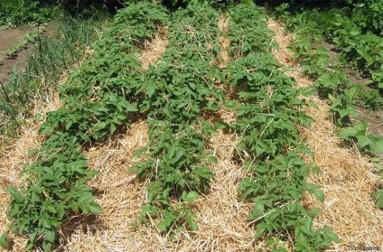 Вирощування картоплі різними способами і методами