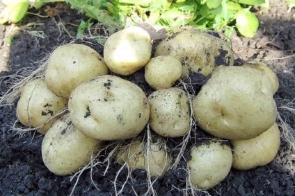 Вирощування картоплі різними способами і методами