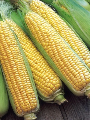 Вирощування кукурудзи на дачі посадка і догляд, кращі сорти з фото