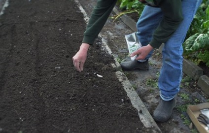 Morcovi în creștere în tehnologie deschisă de plantare și de îngrijire