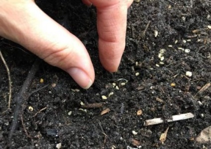 Morcovi în creștere în tehnologie deschisă de plantare și de îngrijire