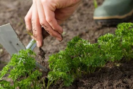 Morcovi în creștere în tehnologie deschisă de plantare și de îngrijire