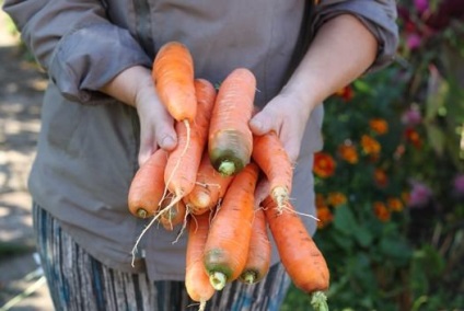 Вирощування моркви у відкритому грунті технологія посадки і догляду