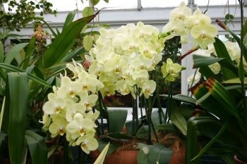 Вирощування орхідеї покрокова інструкція, посадка, догляд, кращі сорти