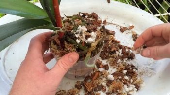 Вирощування орхідеї покрокова інструкція, посадка, догляд, кращі сорти