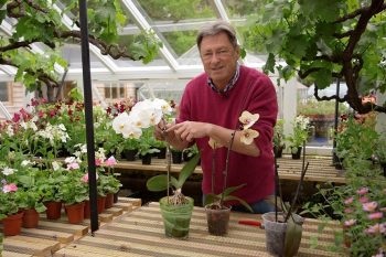 Növekvő orchideák lépésről lépésre, ültetés, gondozás, a legjobb minőségű