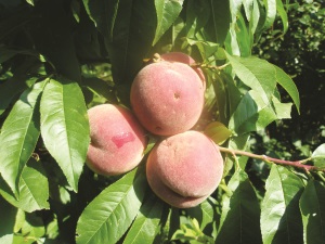 Вирощування персика в сибіру