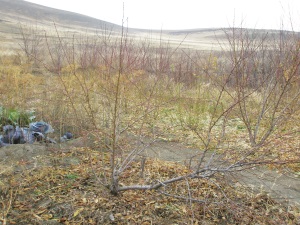 Cultivarea piersicilor din Siberia