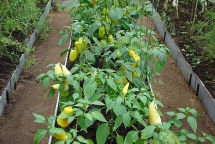 Paprika termesztés a nyílt területen a külvárosban