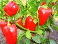 Paprika termesztés a nyílt területen a külvárosban