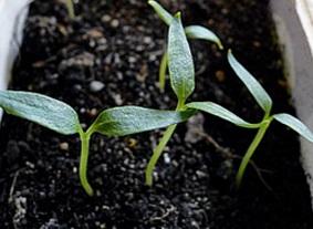 Paprika termesztés a nyílt területen a külvárosban