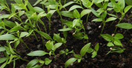Вирощування розсади перцю в домашніх умовах секрети досвідчених городників, як правильно виростити