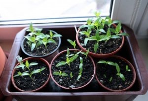 Вирощування розсади перцю в домашніх умовах секрети досвідчених городників, як правильно виростити