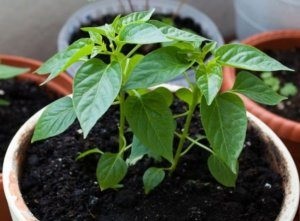 Cultivarea germenilor de ardei iute la domiciliu, secretele fermierilor cu experiență, cum să le crească în mod corespunzător