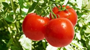 Вирощування томатів, корисні поради та рекомендації по догляду