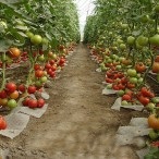 Cultivarea tomatelor în seră, portal de grădină, știri de grădină, grădină