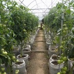 Cultivarea tomatelor în seră, portal de grădină, știri de grădină, grădină