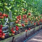 Cultivarea tomatelor în seră, portal de grădină, știri de grădină, grădină