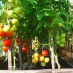 Cultivarea tomatelor în seră, portal de grădină, știri de grădină, grădină