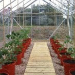 Növekvő paradicsom üvegházi, kerti portál, hírek a kertben