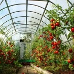 Cultivarea tomatelor în seră, portal de grădină, știri de grădină, grădină