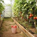 Отглеждане на домати в оранжерия, градински портал, новини от градината, в задния двор