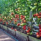 Cultivarea tomatelor în seră, portal de grădină, știri de grădină, grădină