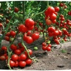 Cultivarea tomatelor în seră, portal de grădină, știri de grădină, grădină