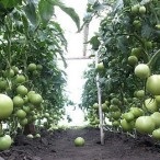 Cultivarea tomatelor în seră, portal de grădină, știri de grădină, grădină