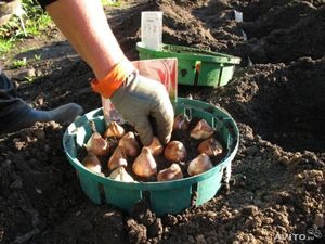 Növekvő tulipánok egy nyílt terepen talajelőkészítés és izzók, különösen érdekel a virágzás után