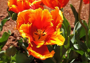 Növekvő tulipánok egy nyílt terepen talajelőkészítés és izzók, különösen érdekel a virágzás után
