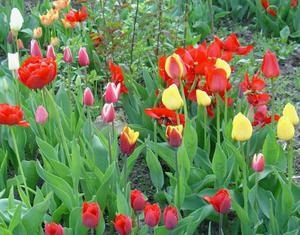 Növekvő tulipánok egy nyílt terepen talajelőkészítés és izzók, különösen érdekel a virágzás után