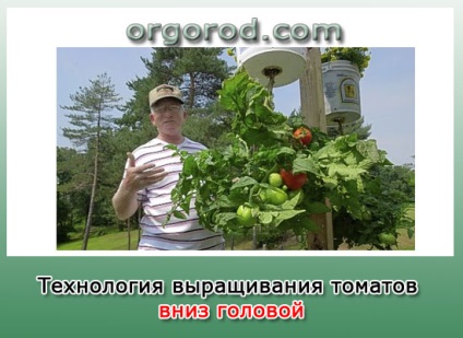 Вирощування томатів вниз головою, органічне землеробство