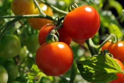 Високорослі томати для теплиці високоврожайні