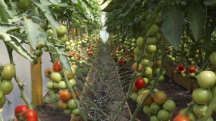 Високорослі томати для теплиці високоврожайні