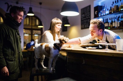 În care sunt permise cafenele cu un câine