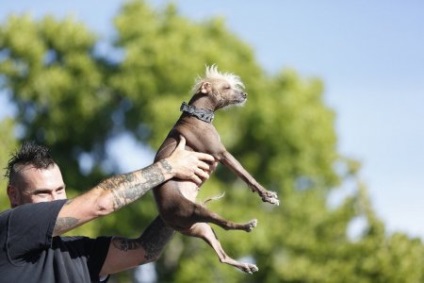 În California a avut loc o competiție între cei mai urâți câini (12 fotografii)