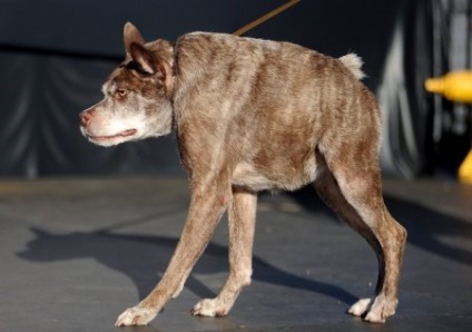 În California a avut loc o competiție între cei mai urâți câini (12 fotografii)