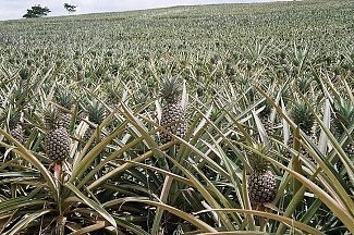 Delicioase și sănătoase de ananas