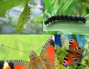 Magic în natură ca dezvoltarea unui fluture